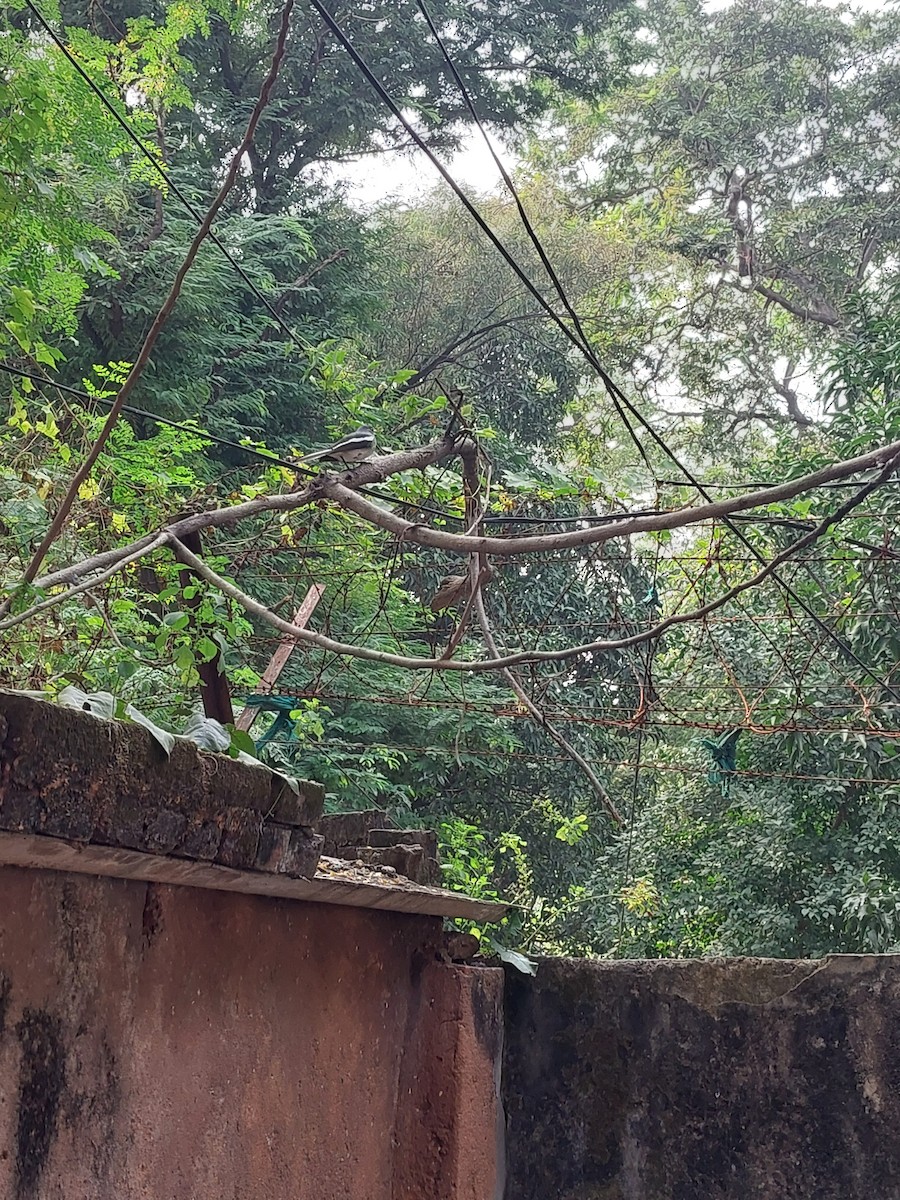 Oriental Magpie-Robin - ML644316157