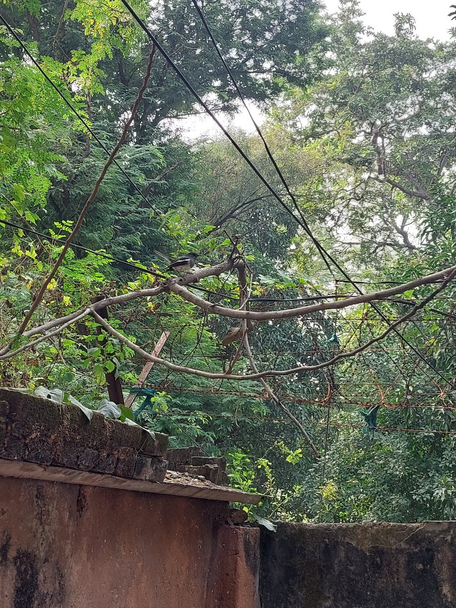 Oriental Magpie-Robin - ML644316158