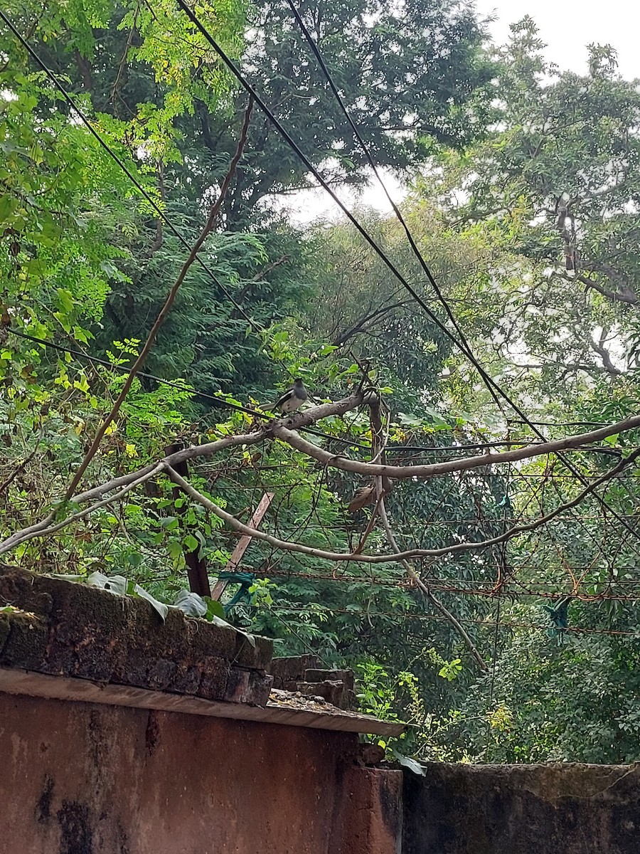 Oriental Magpie-Robin - ML644316159