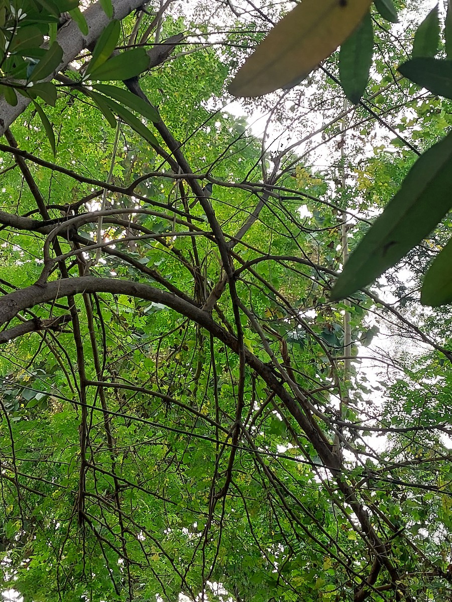 Oriental Magpie-Robin - ML644316160