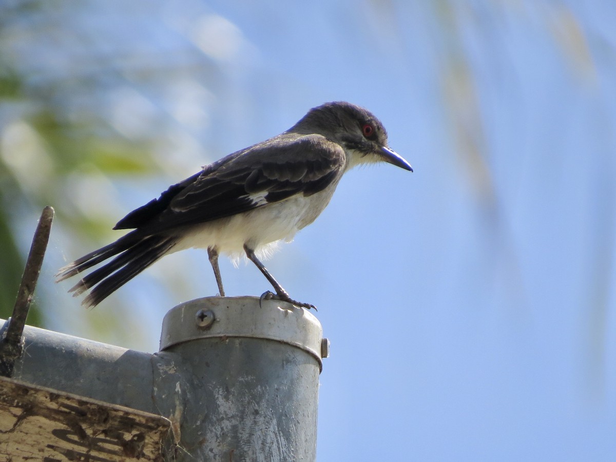 Gray Monjita - ML644316167