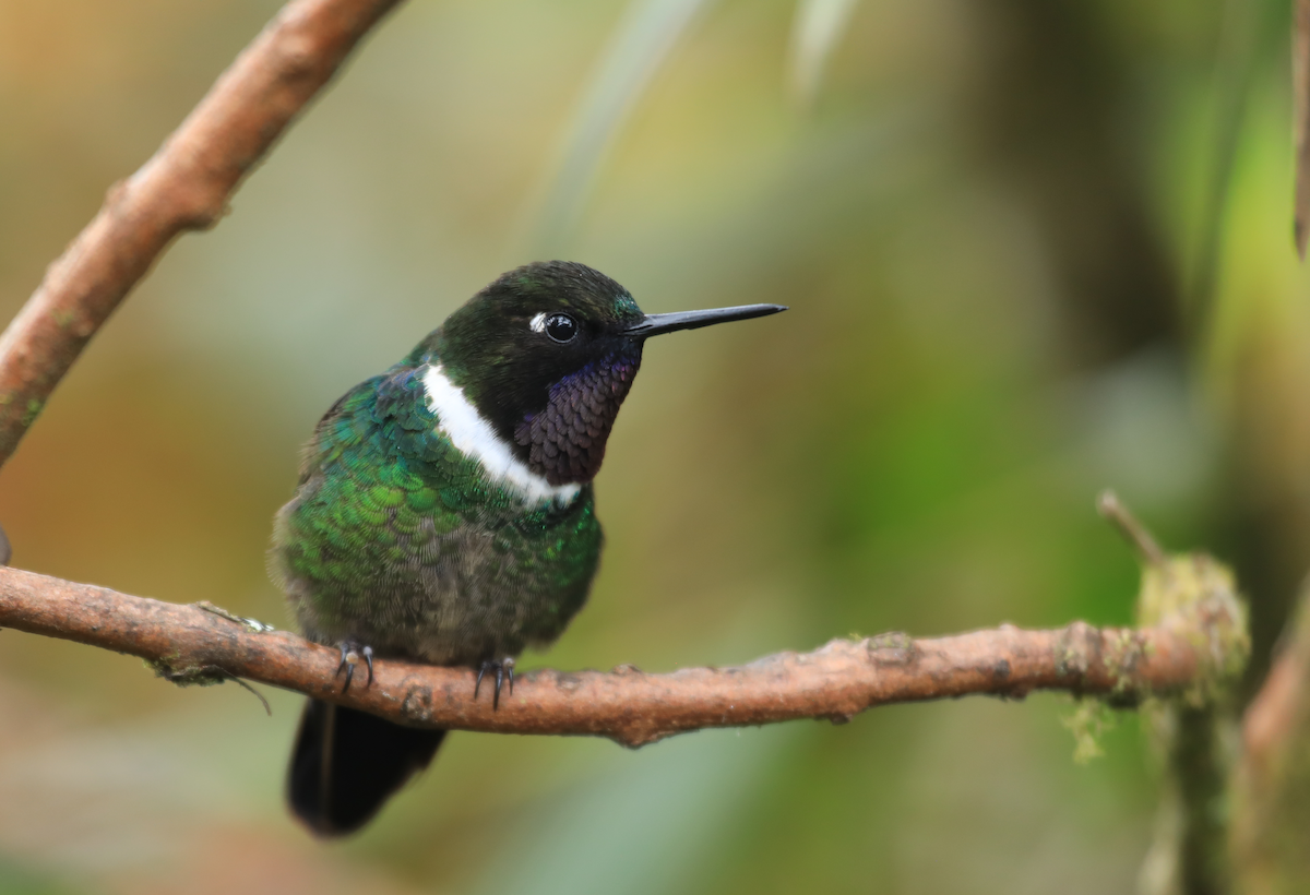 Longuemare's Sunangel - ML644316168