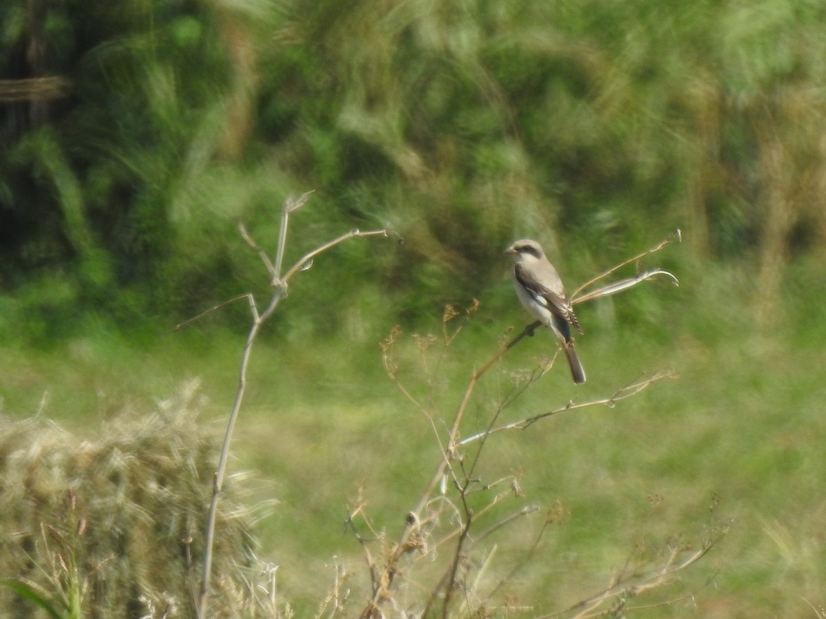 rosenvarsler - ML644316177