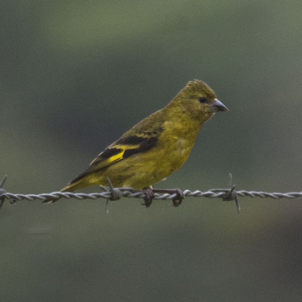 Magellanzeisig - ML644316180