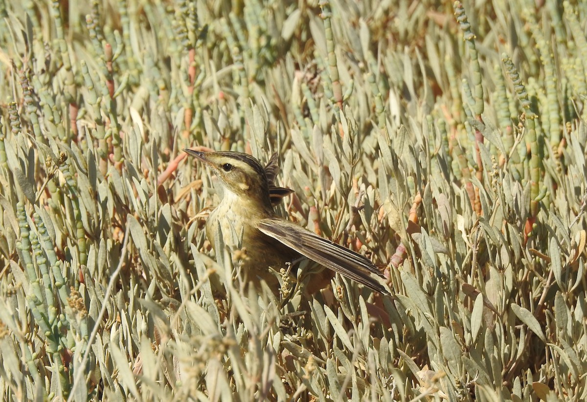 sivsanger - ML644316185