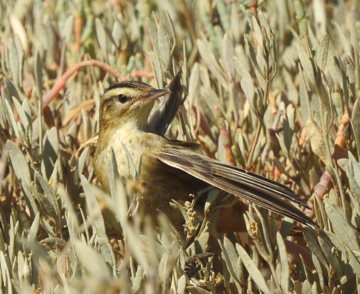 sivsanger - ML644316187