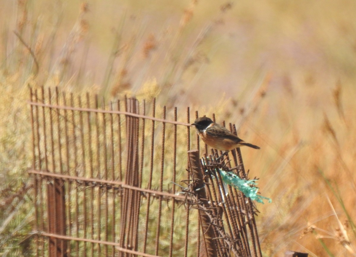 svartstrupe - ML644316197