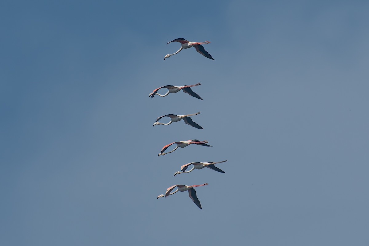 Greater Flamingo - ML644316198