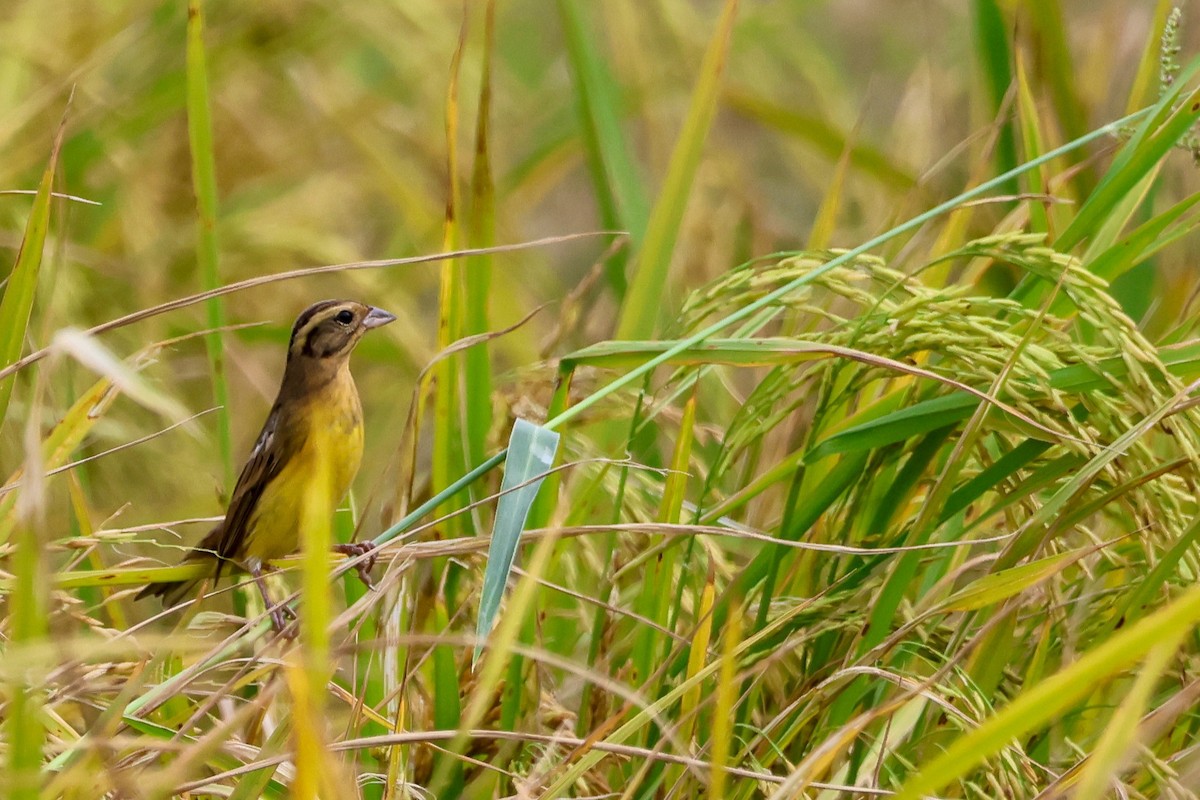 シマアオジ - ML644316203