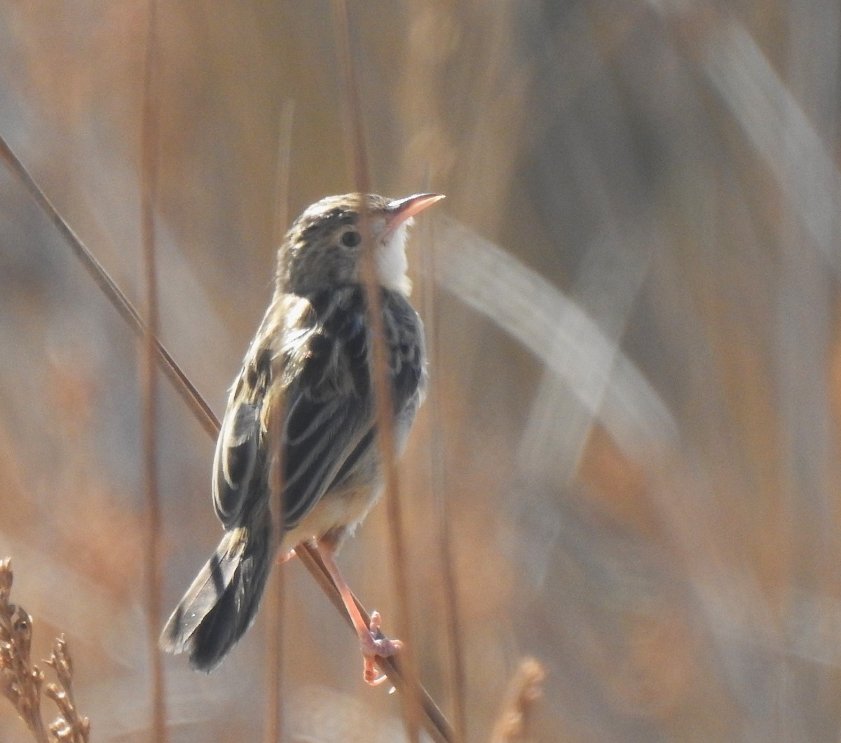 cistussanger - ML644316206