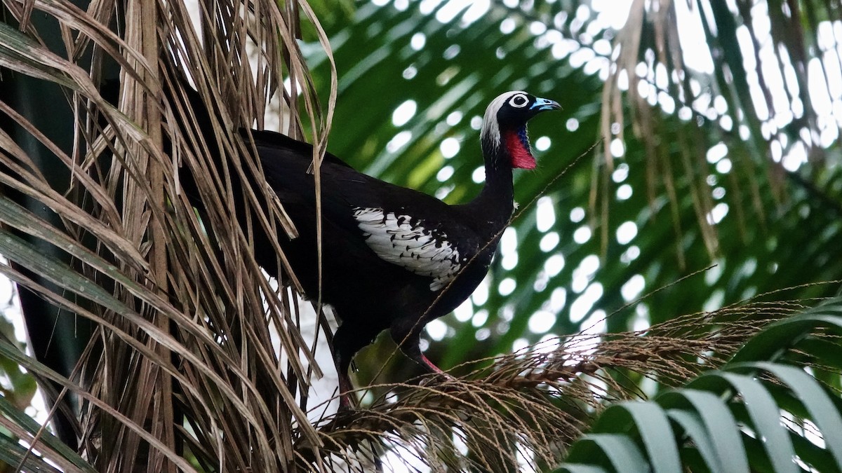 Black-fronted Piping-Guan - ML644316217