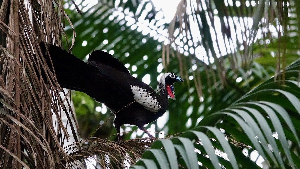 Black-fronted Piping-Guan - ML644316218