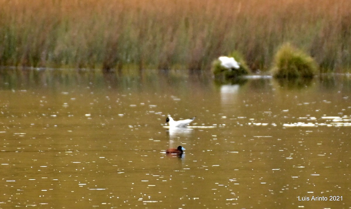 Érismature des Andes - ML644316220