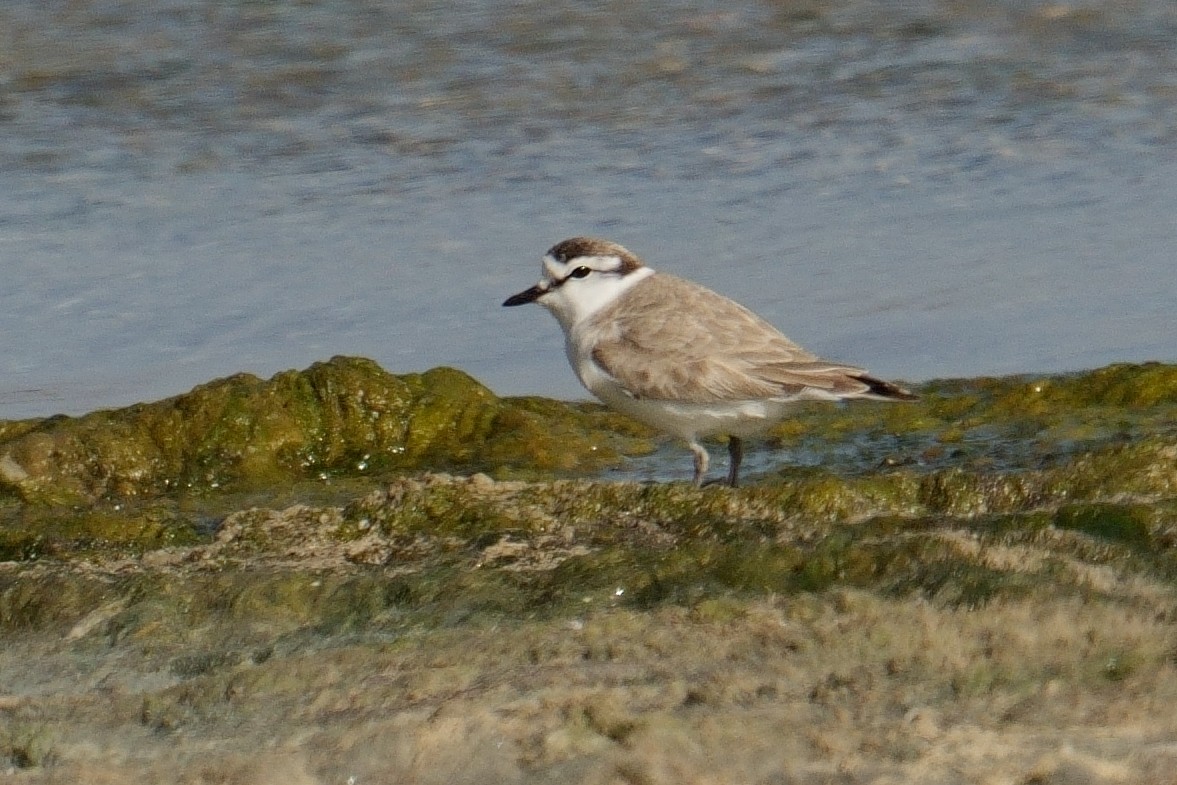 Белолобый зуёк - ML644316223