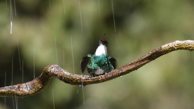 White-throated Hummingbird - ML644316226