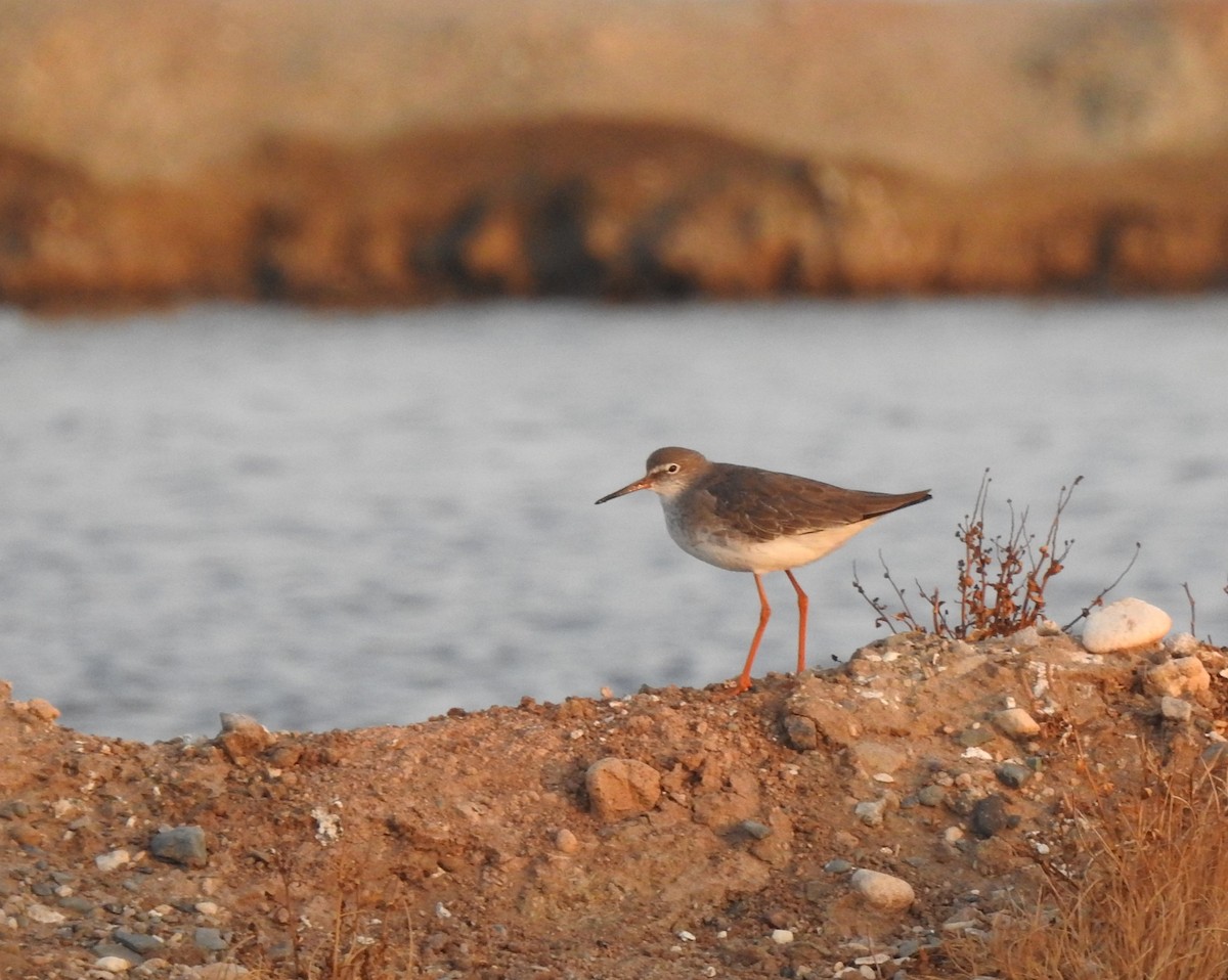 rødstilk - ML644316254