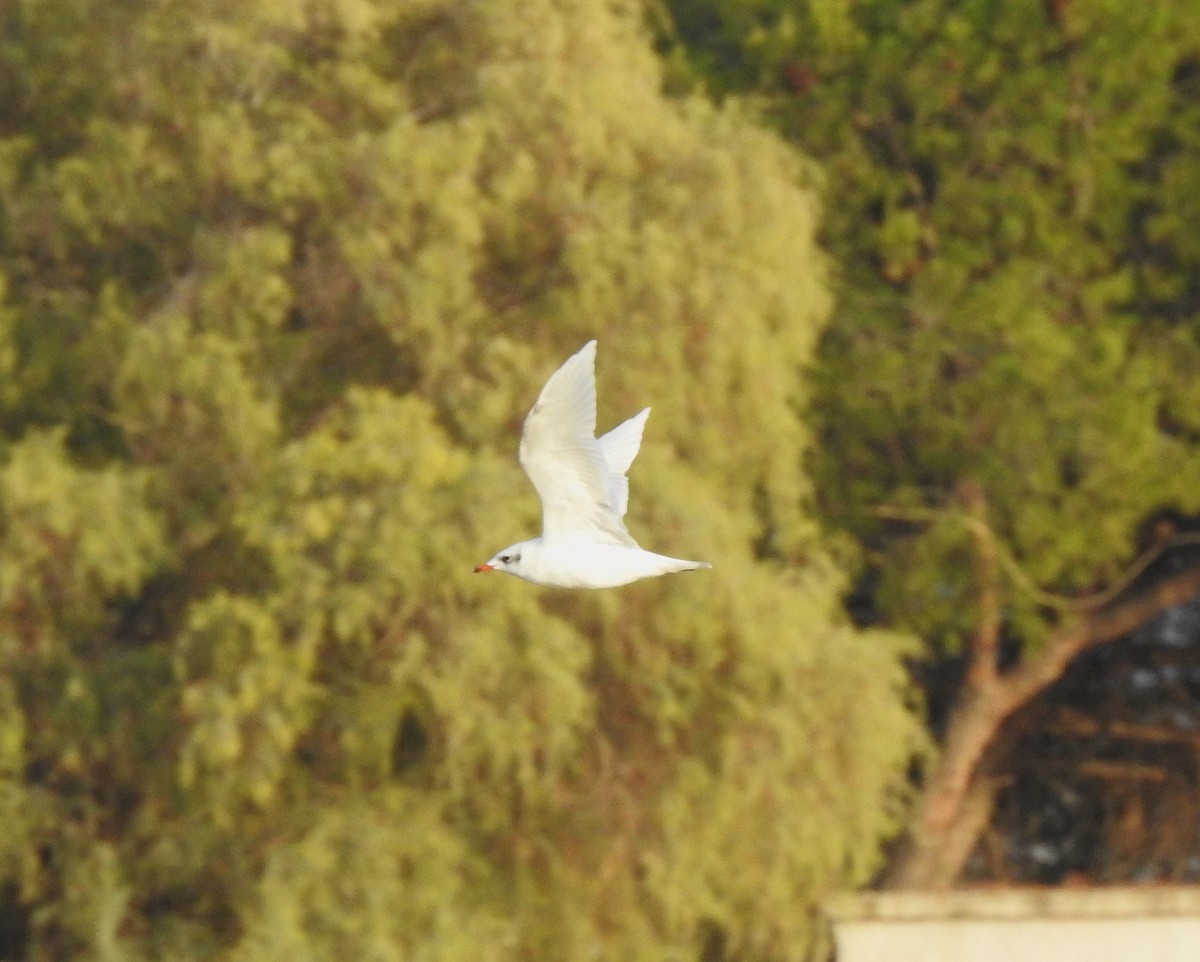 svartehavsmåke - ML644316269