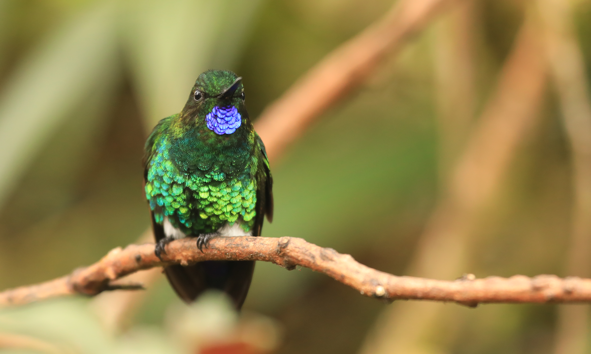 Glowing Puffleg - ML644316271