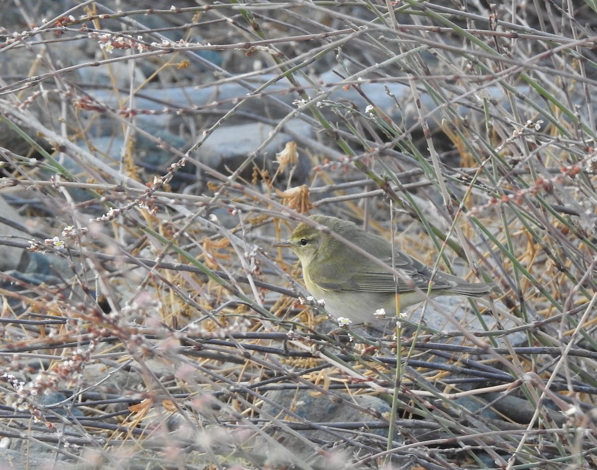 gransanger - ML644316274