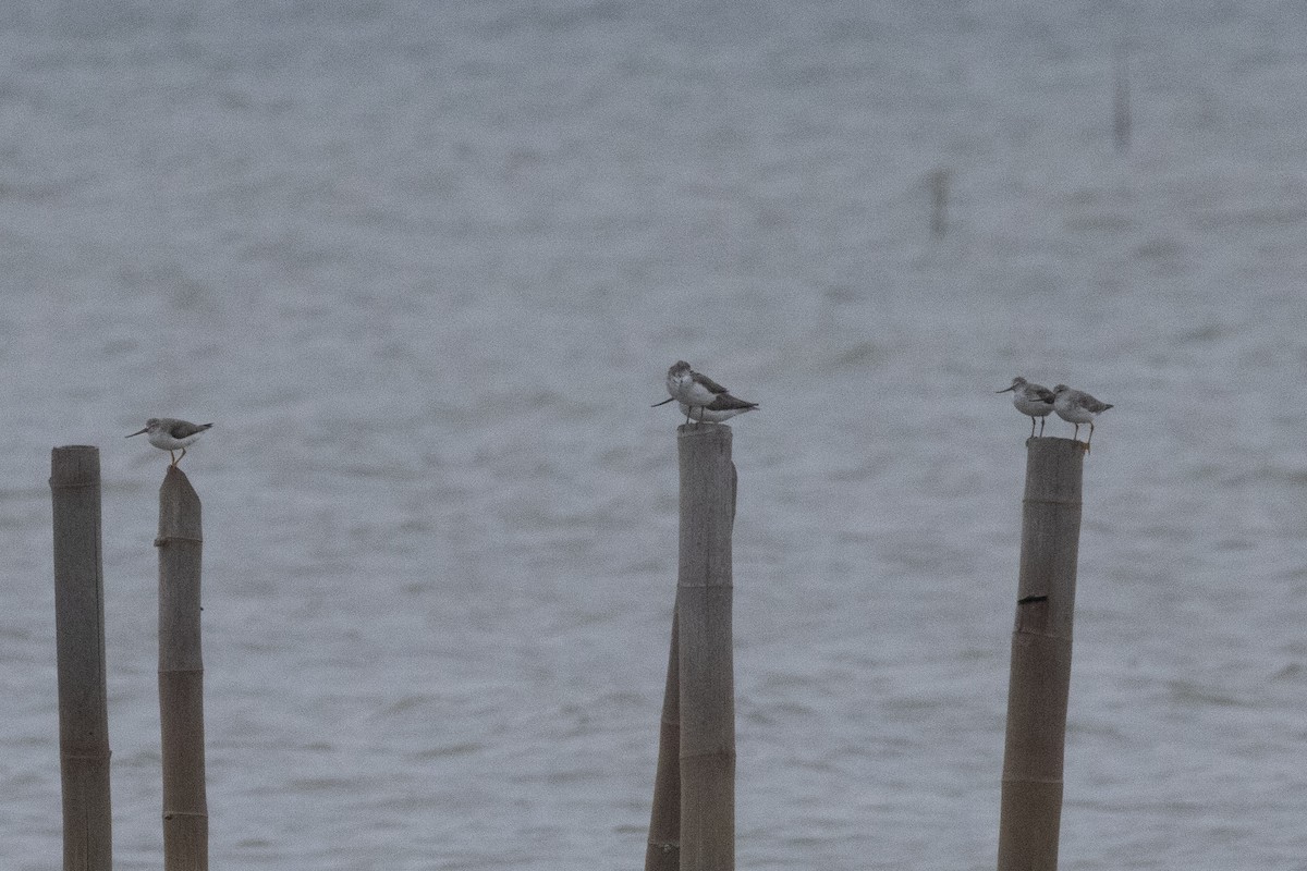 tereksnipe - ML644316286