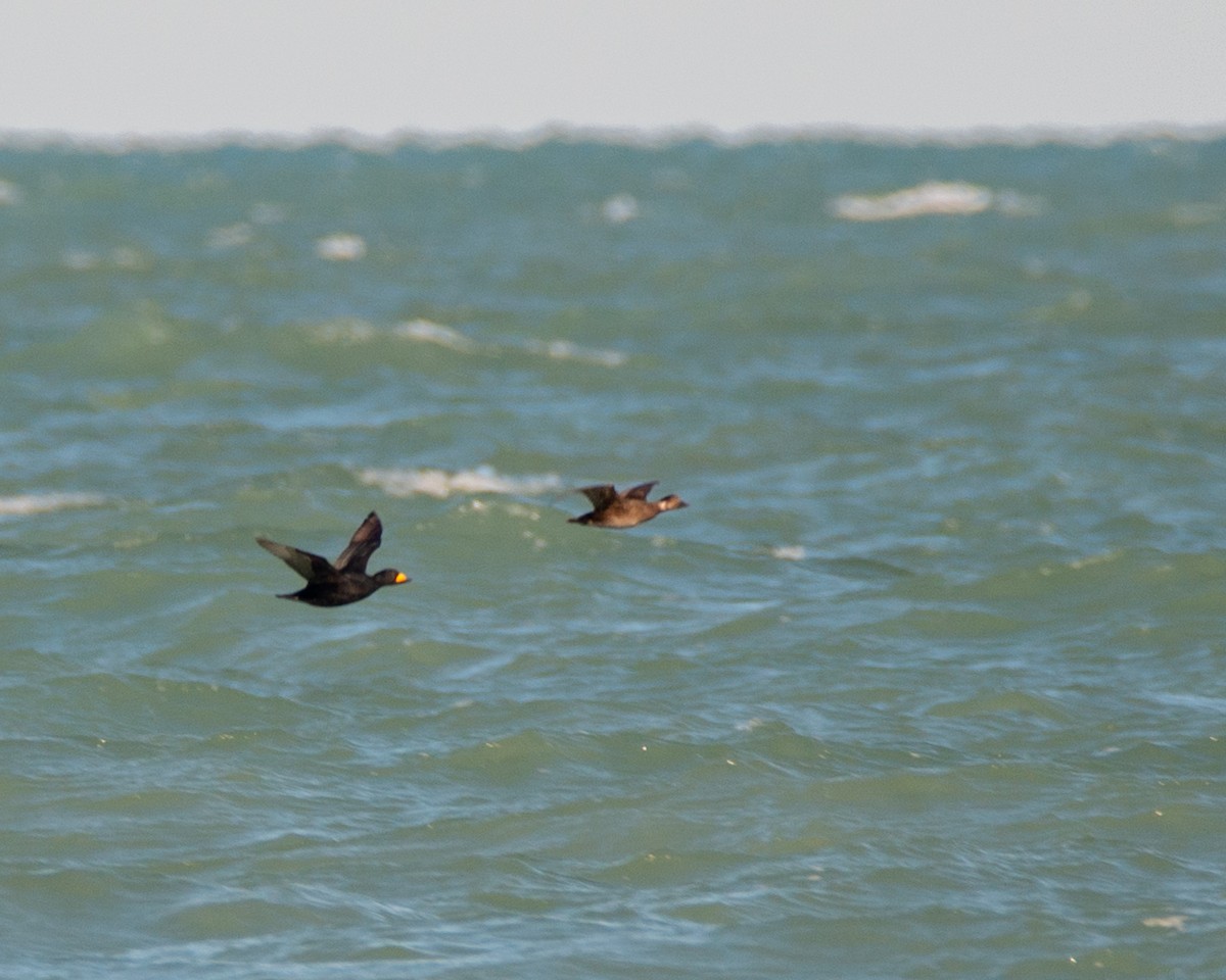 Black Scoter - ML644316299