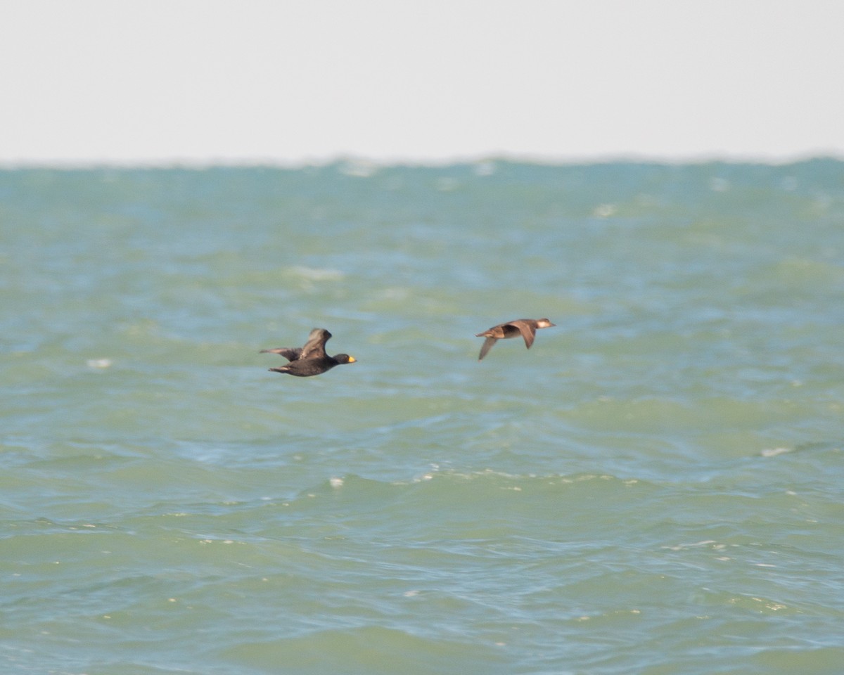 Black Scoter - ML644316300