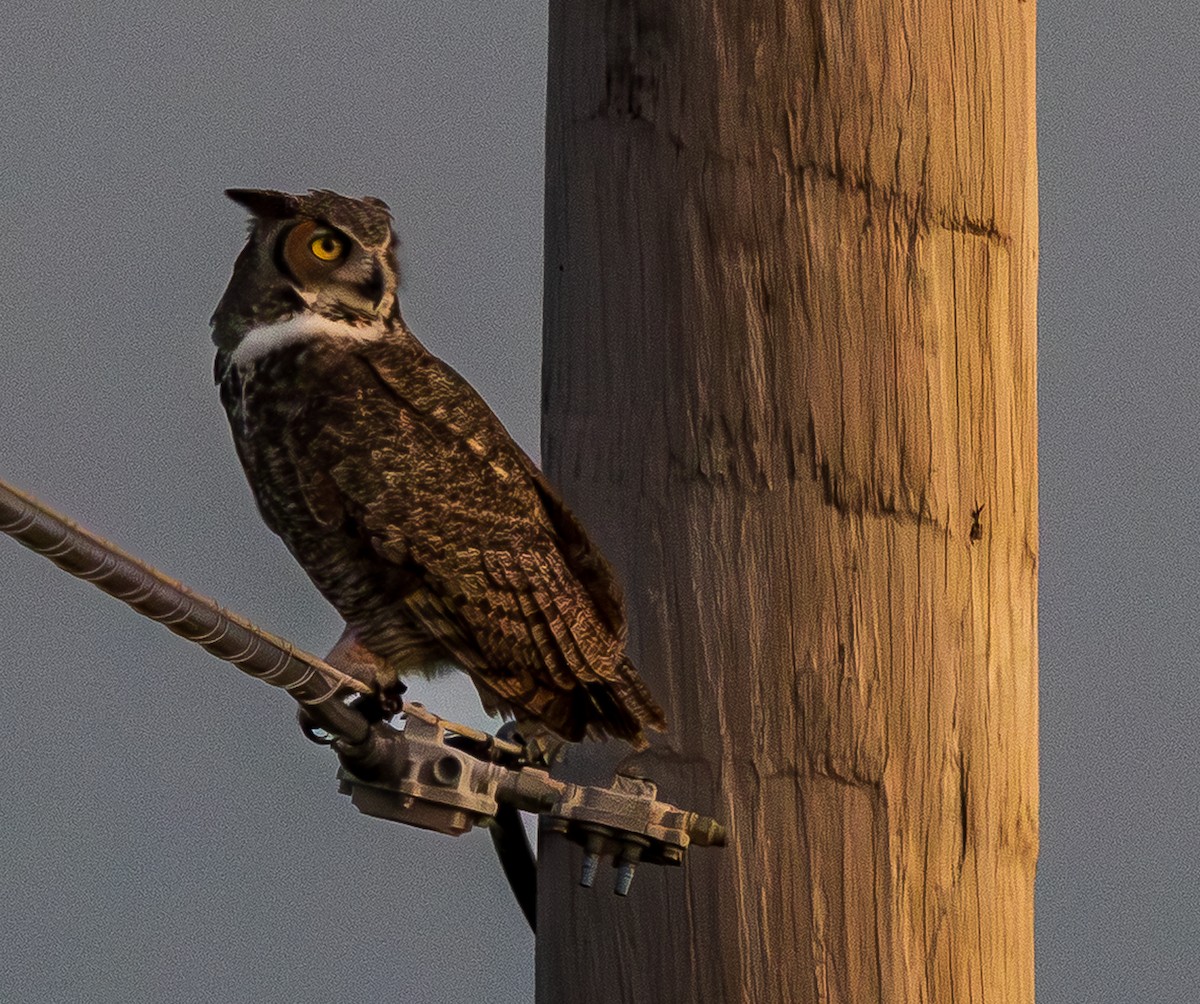 Great Horned Owl - ML644316302