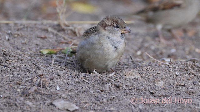 Etxe-txolarrea - ML644316303