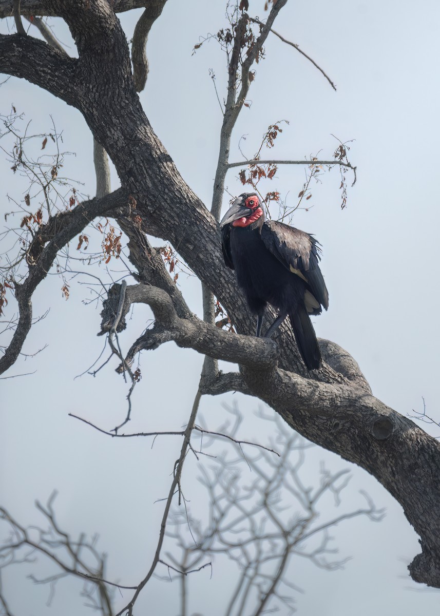 Southern Ground-Hornbill - ML644316304