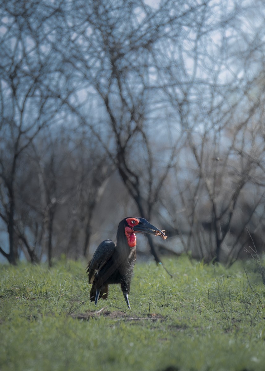 Southern Ground-Hornbill - ML644316305