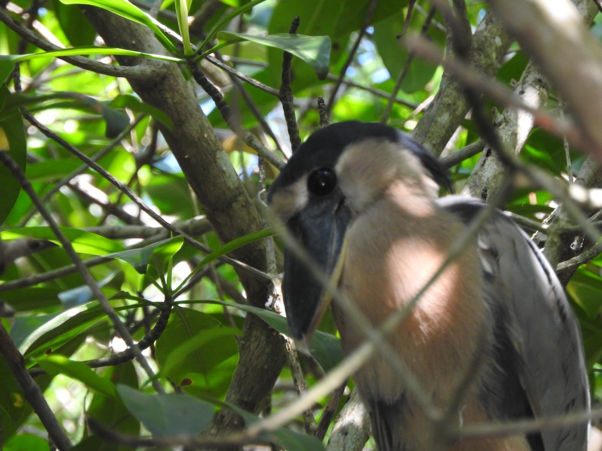 Boat-billed Heron - ML644316306
