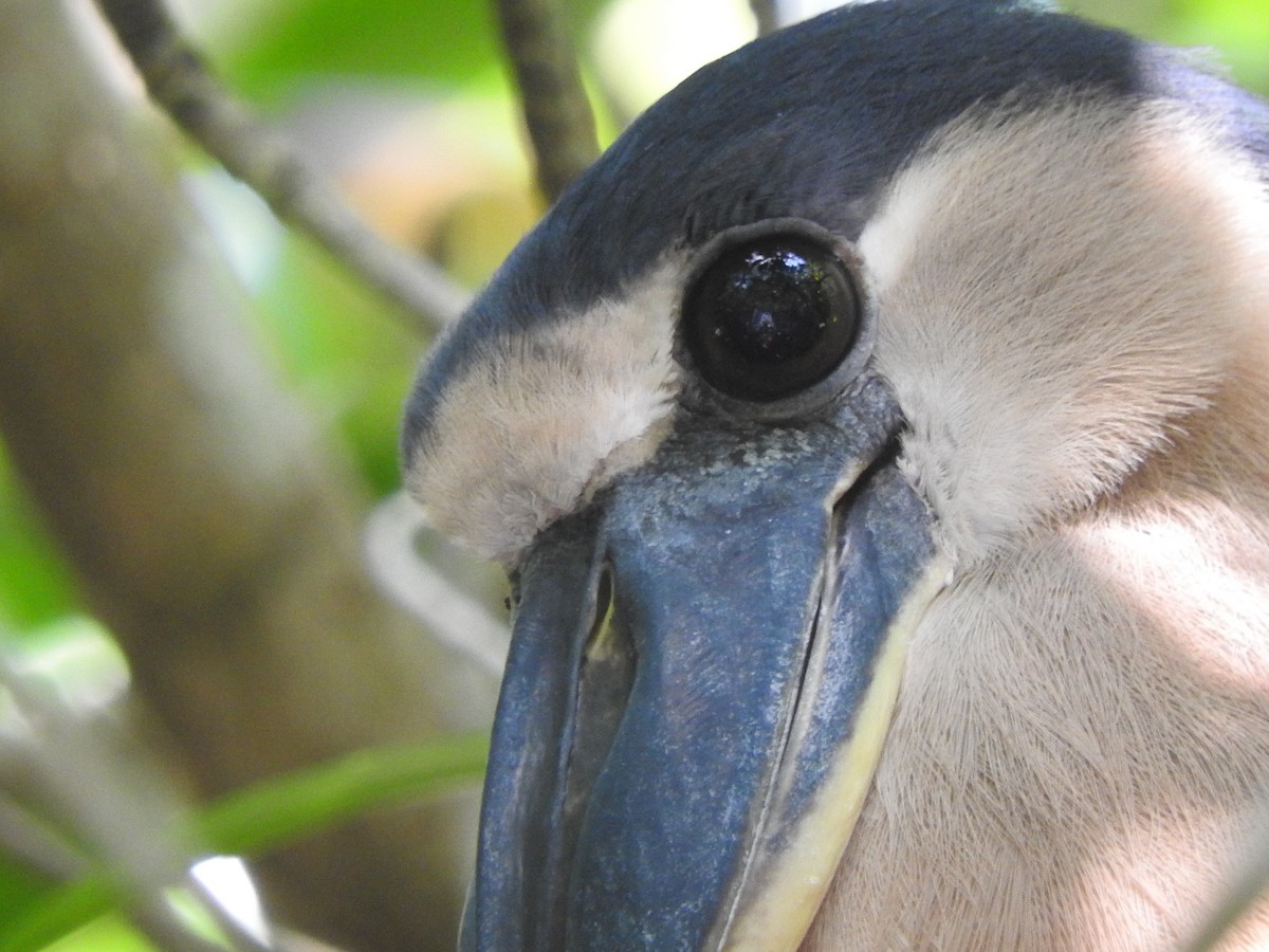 Boat-billed Heron - ML644316307