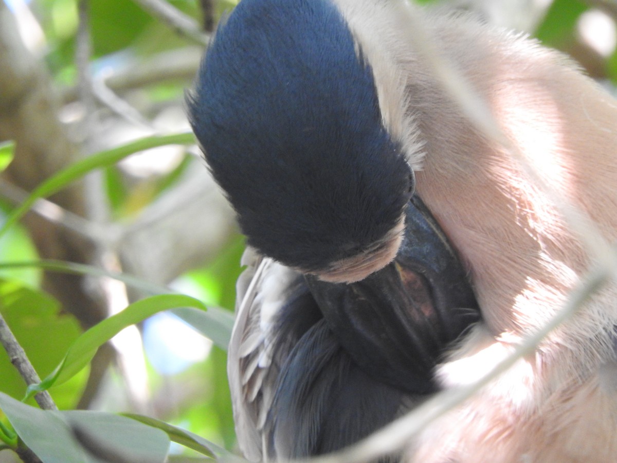 Boat-billed Heron - ML644316308