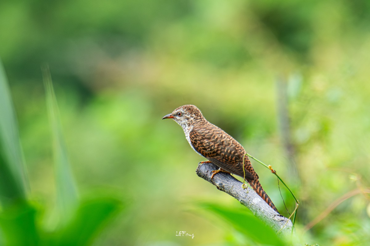 klagegjøk - ML644316313