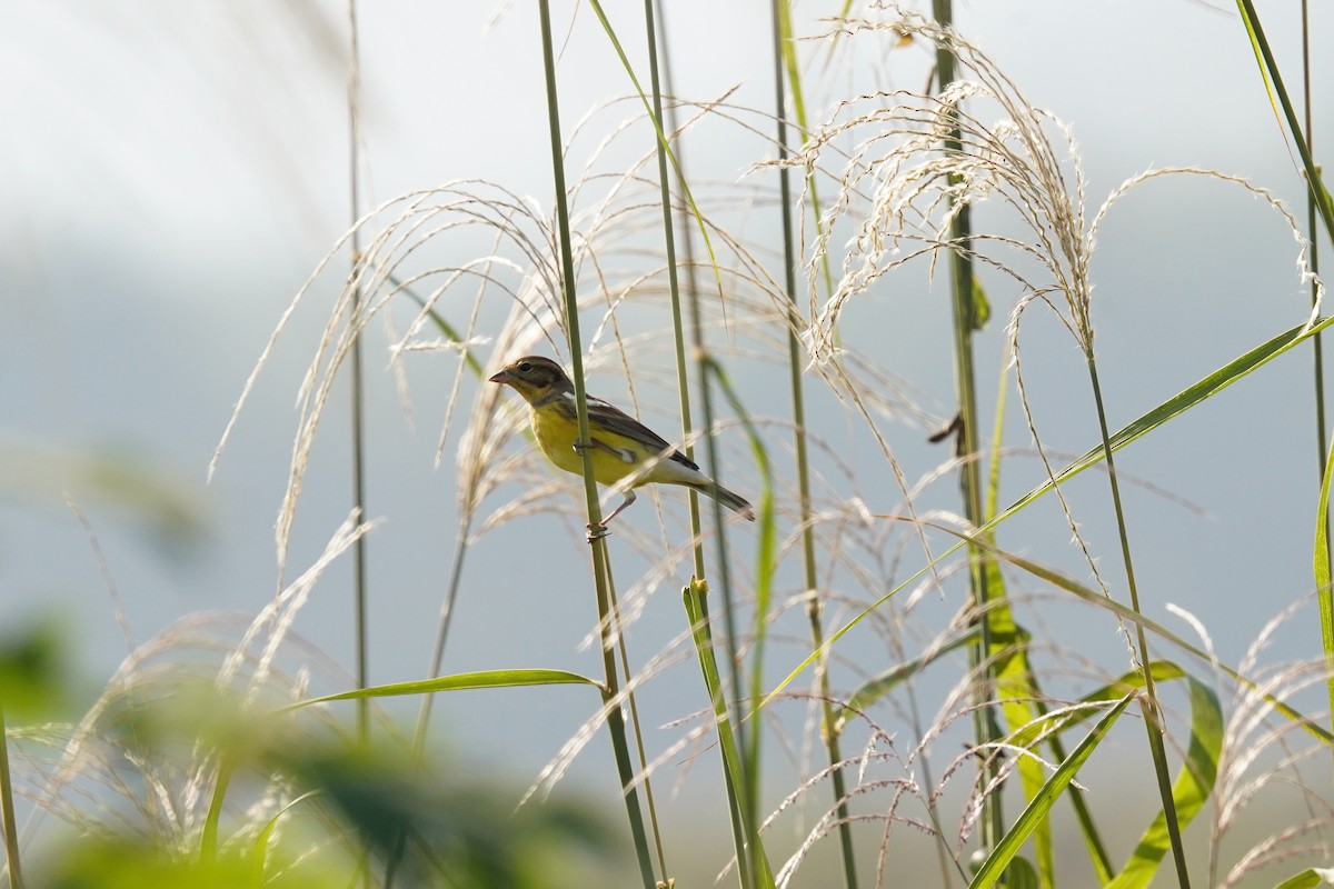 シマアオジ - ML644316316