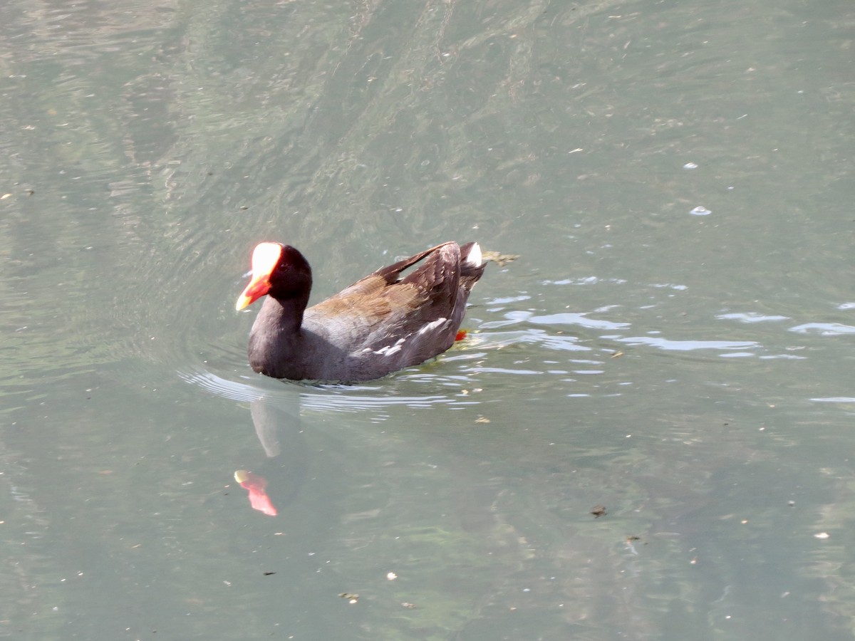 アメリカバン - ML644316320