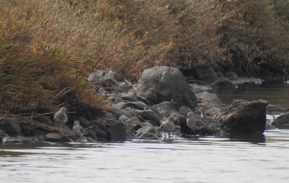 dvergsnipe - ML644316326