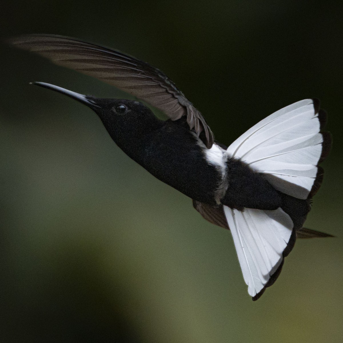 Black Jacobin - ML644316340