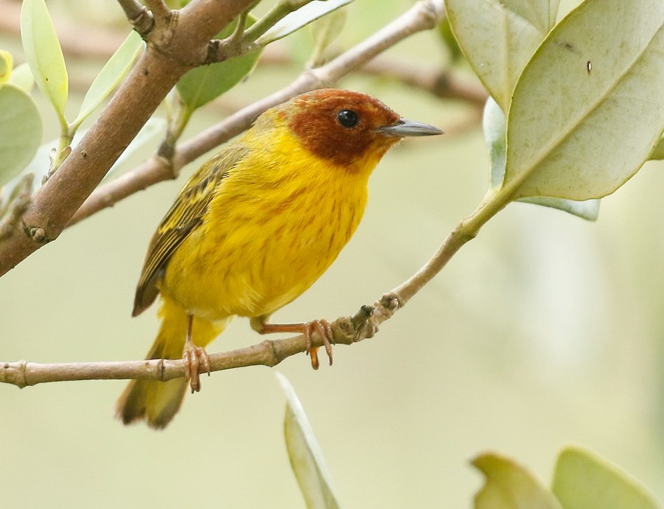 lesňáček žlutý [skupina castaneiceps] - ML644316342