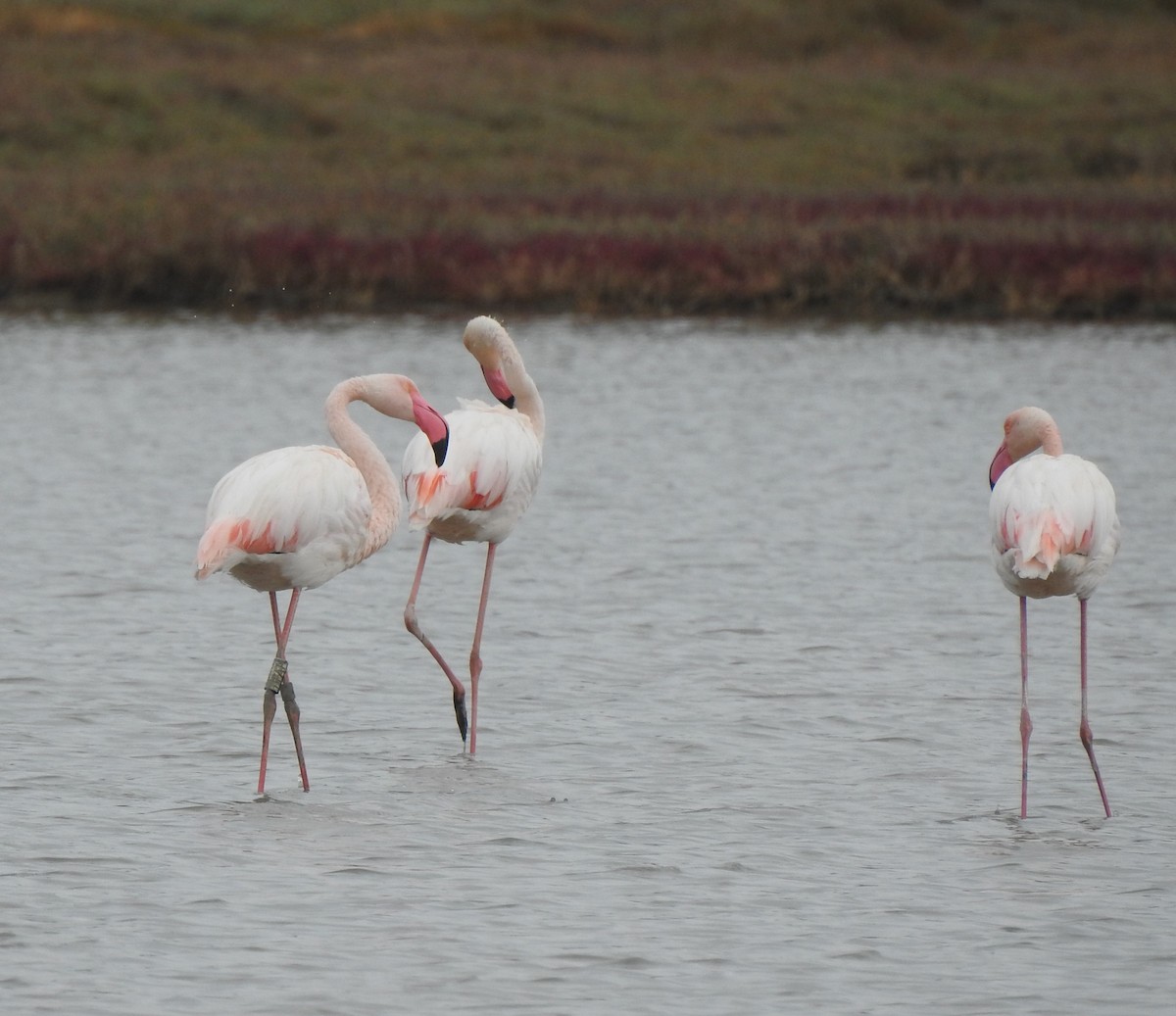 rosenflamingo - ML644316349