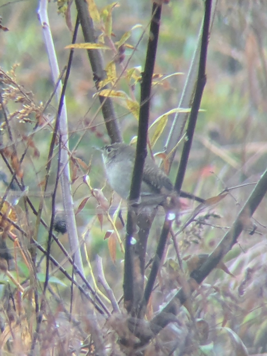 Northern House Wren - ML644316350