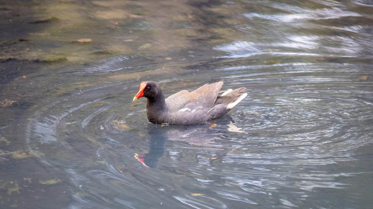 アメリカバン - ML644316361