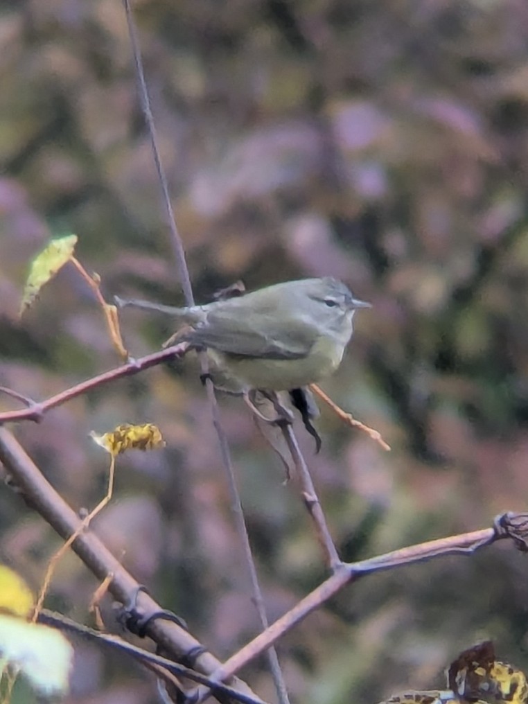 Orange-crowned Warbler (celata) - ML644316363