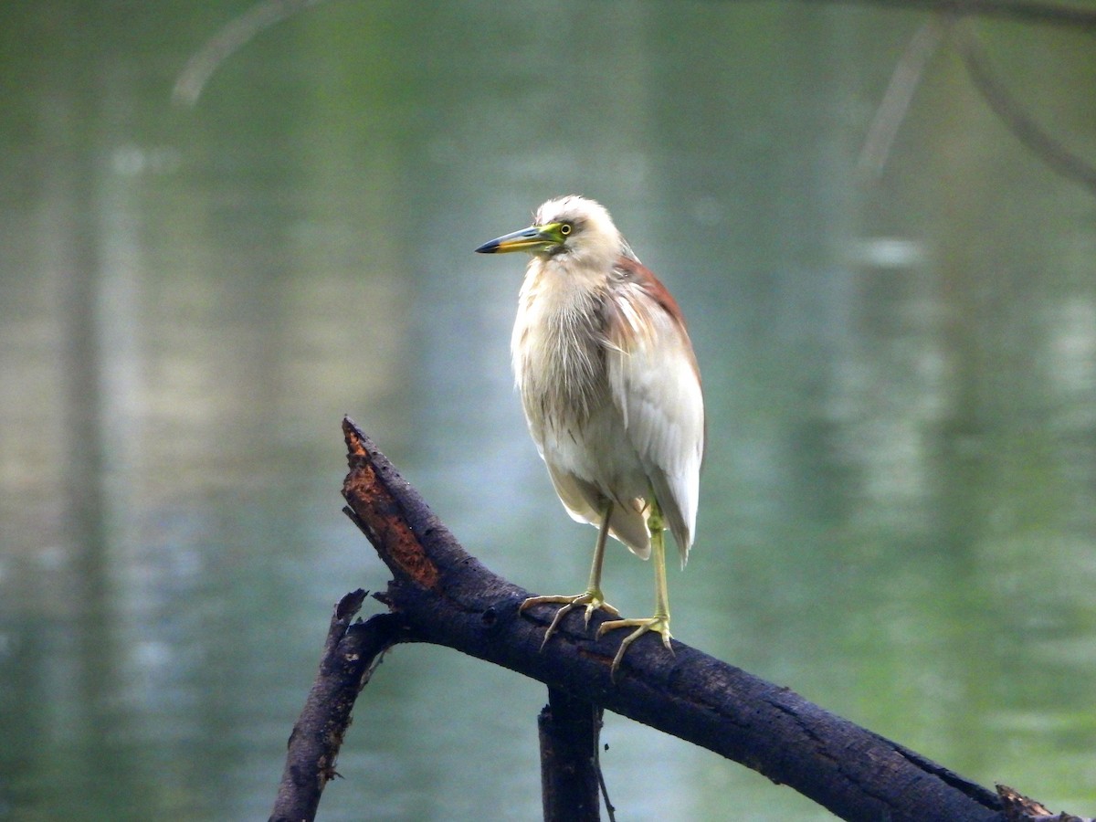 Индийская прудовая цапля - ML644316367