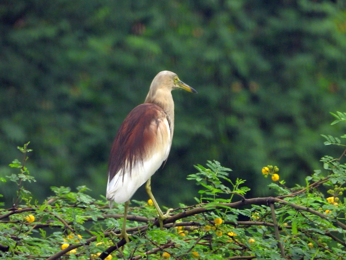 Индийская прудовая цапля - ML644316368