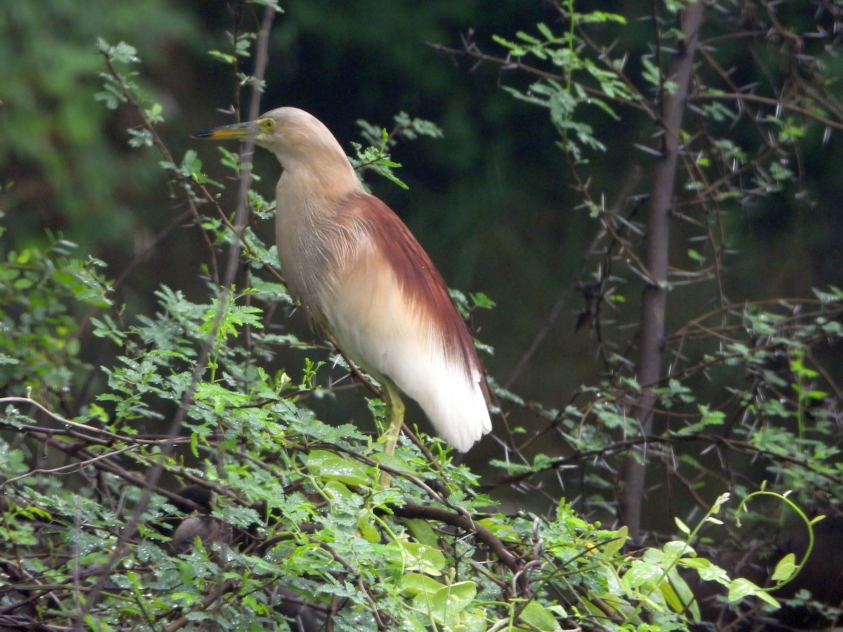 Индийская прудовая цапля - ML644316369