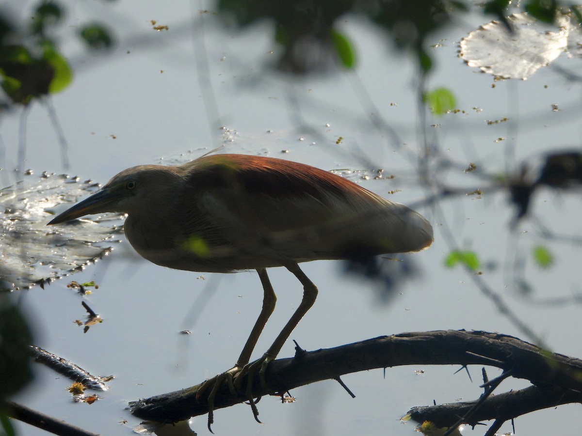 Индийская прудовая цапля - ML644316370