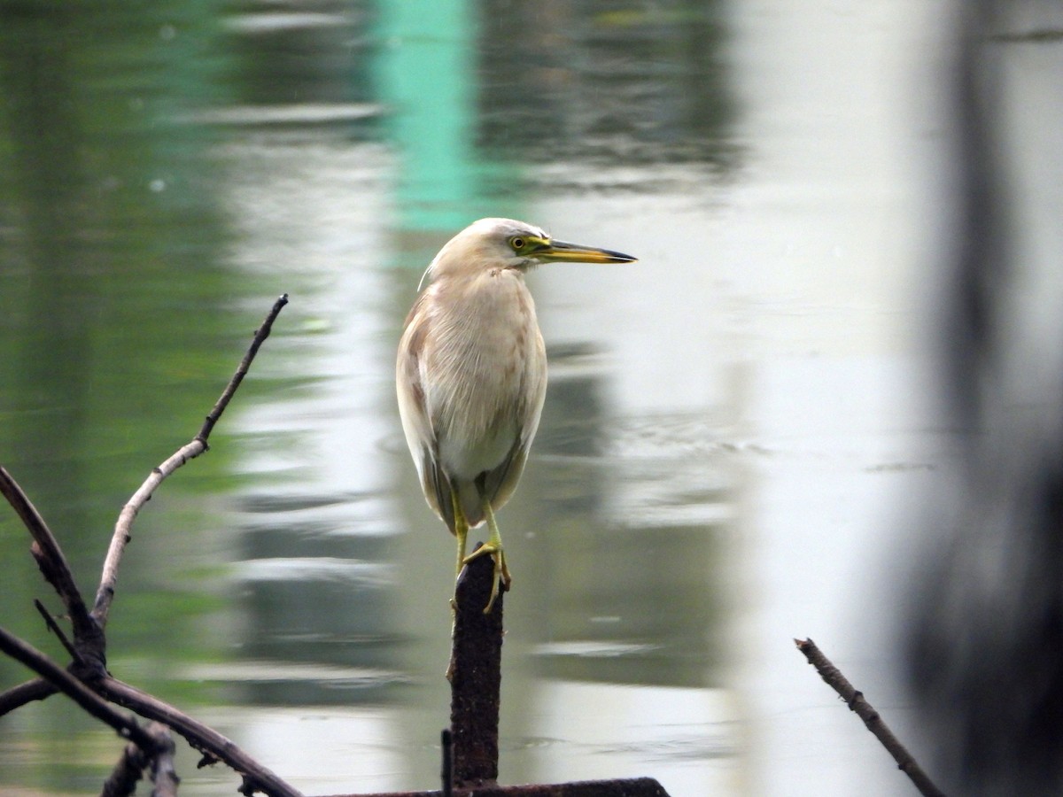 Индийская прудовая цапля - ML644316371