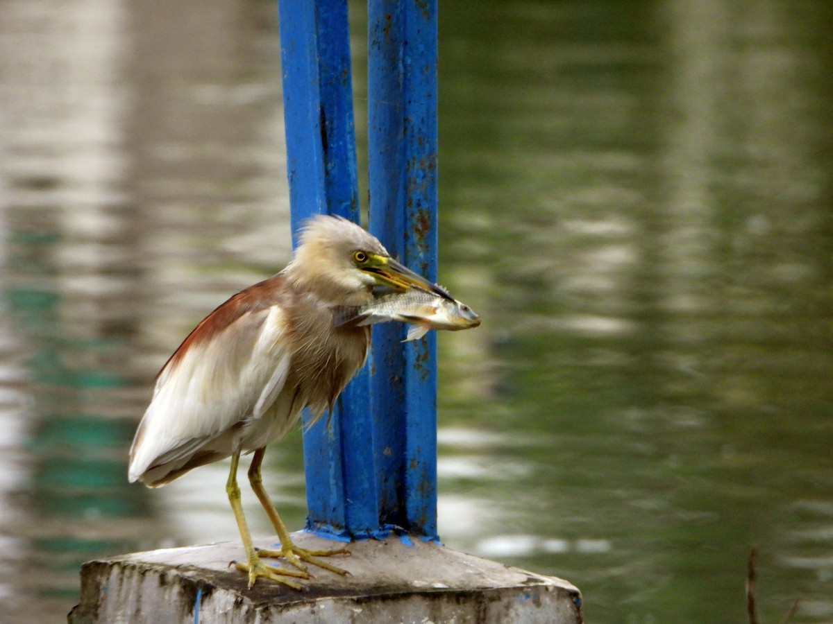 Индийская прудовая цапля - ML644316372