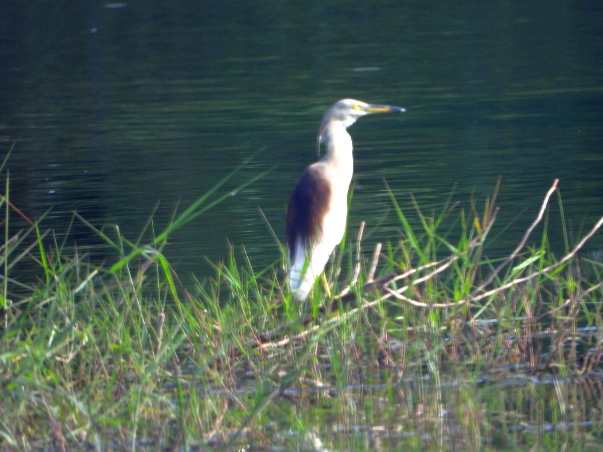 Индийская прудовая цапля - ML644316373